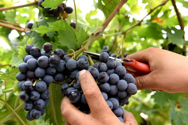 Vendemmia 2024 si preannuncia di qualità: Molise unica regione italiana a registrare +100% di produzione rispetto all’anno scorso