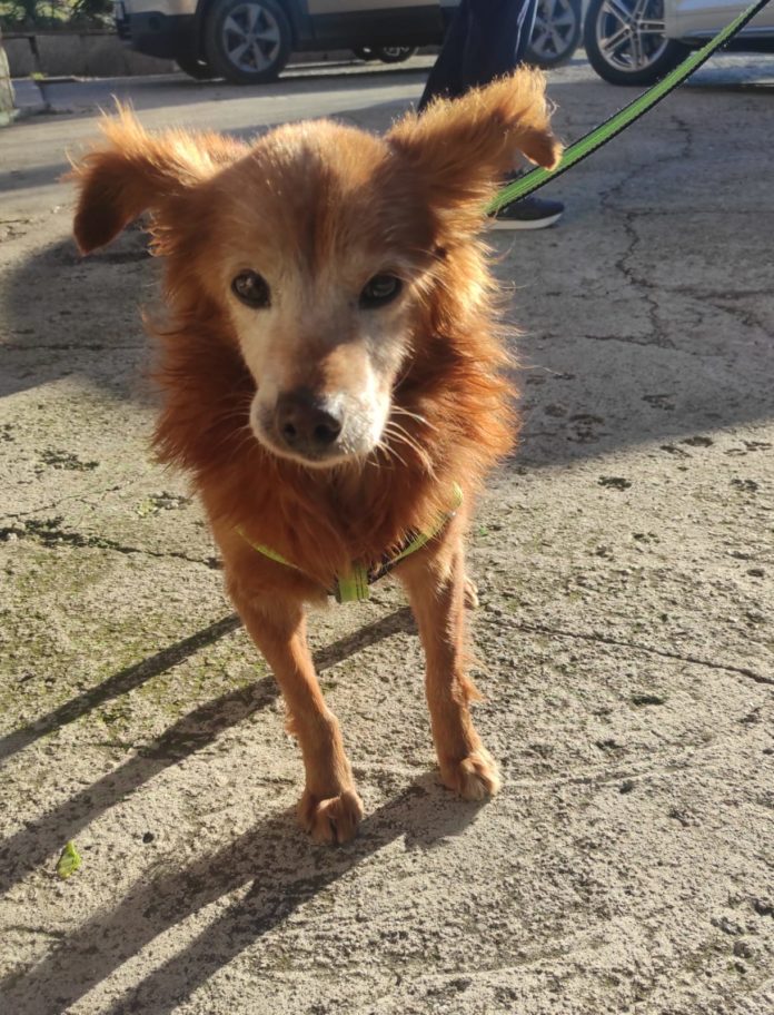 Campobasso: appello per un cagnolino