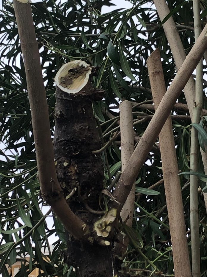 Termoli:interventi di potatura degli oleandri per garantire la massima sicurezza dei cittadini