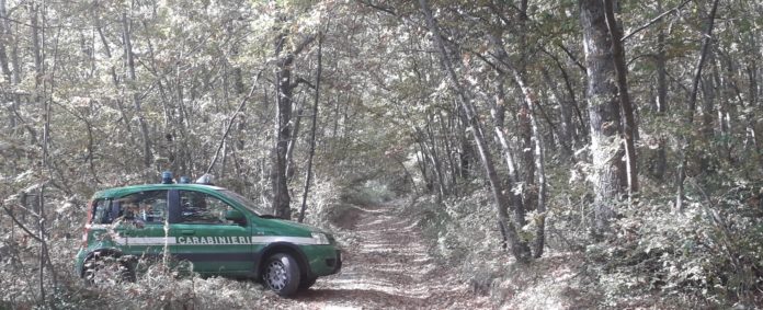 Danneggiamento di muretti a secco: denunciato titolare di una ditta boschiva muretti a secco