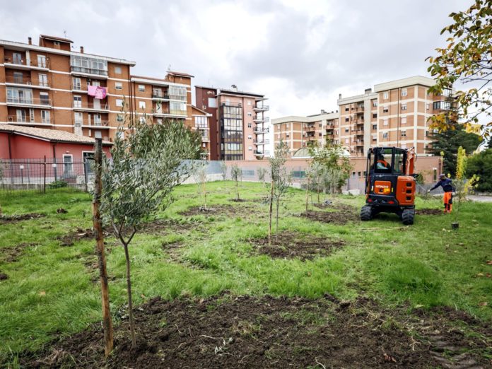 Campobasso, nasce l’uliveto di comunità