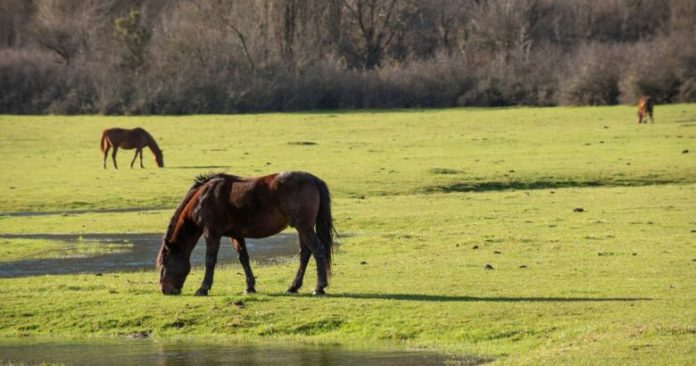 Montenero Val Cocchiara, l’allarme: “Focolaio di tubercolosi bovina in atto” montenero val cocchiara tubercolosi
