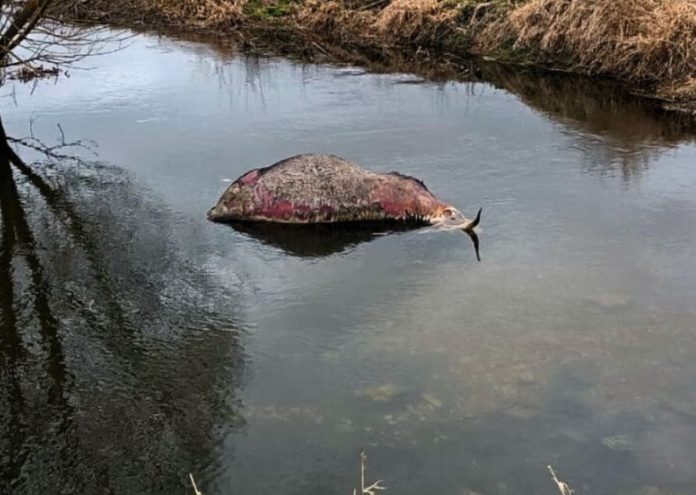 Casi sospetti di tubercolosi bovina, la verità nelle analisi sulle carcasse tubercolosi bovina