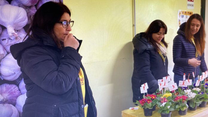 Otto marzo di Coldiretti Molise: piantine di primule alle donne con il numero del centro antiviolenza e stalking