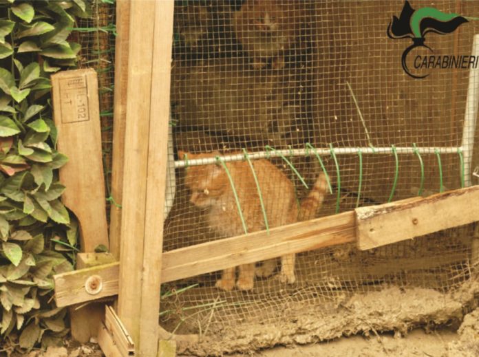 Cani e gatti tenuti in condizioni pessime in una baracca a Termoli, denunciata una coppia