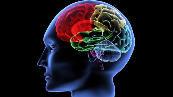 cervello cuore neuromed