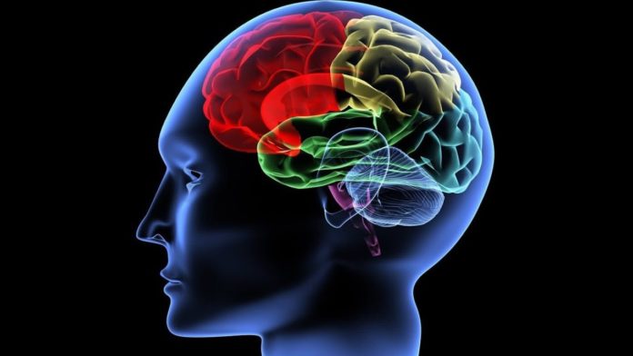 Il cervello protegge il cuore dagli sbalzi di pressione: lo studio Neuromed cervello cuore neuromed