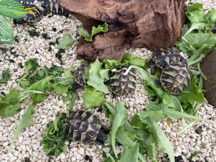 Viaggiava con hashish e tartarughe protette: denunciato