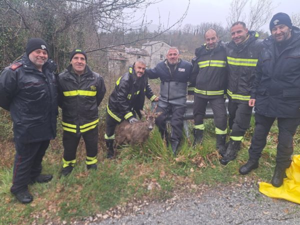 isernia capriolo