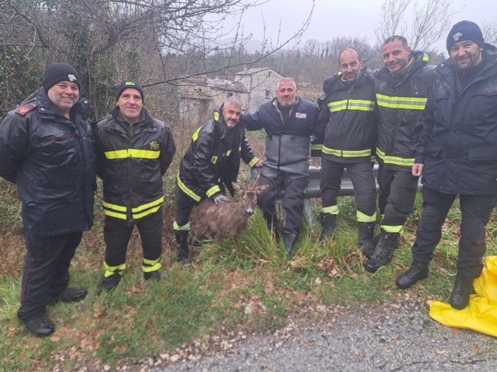 Isernia: pescatore salva capriolo nel fiume Carpino, attivati i soccorsi isernia capriolo