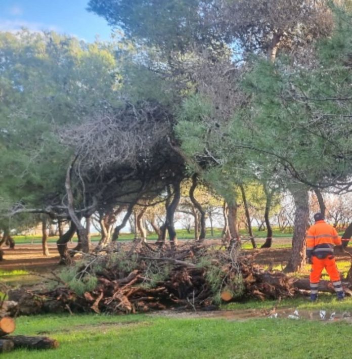 Turismo a Campomarino, un 2024 boom. In corso lavori di bonifica e valorizzazione della pineta