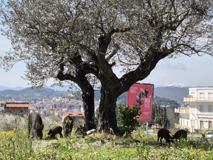 Campobasso, cinghiali a spasso vicino alla pineta di San Giovannello