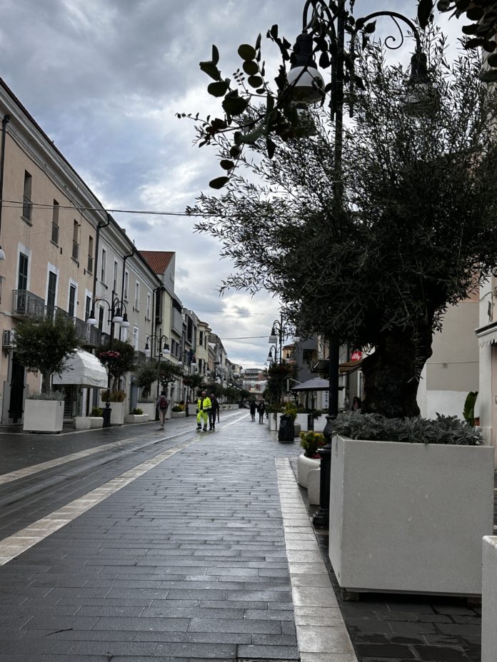Arredo urbano a Termoli: quaranta alberi di ulivo e carrubo in Corso Nazionale