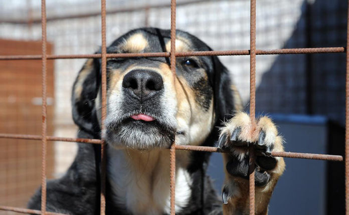 Nuova legge contro il maltrattamento degli animali: Carcere per i colpevoli