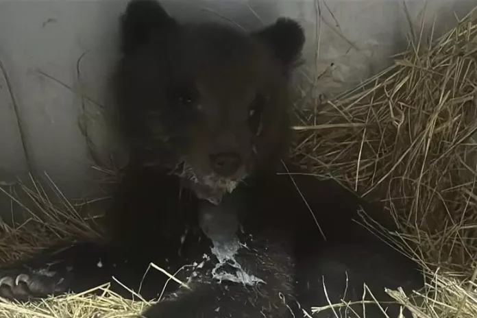 “L’orsetta diventi simbolo della lotta a Pizzone 2”: l’appello degli attivisti