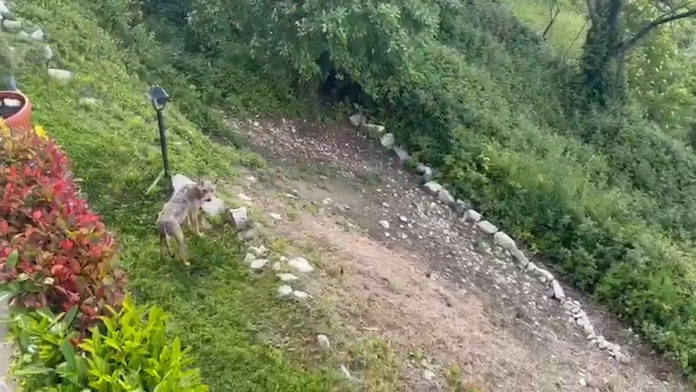 Emergenza lupi, la denuncia di un pastore di Civitanova: “Hanno sbranato tre mie pecore” agnone lupo