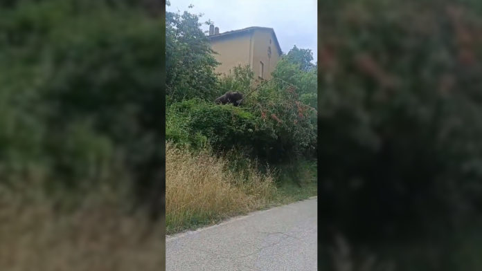 Pizzone, avvistato un altro orso: è il secondo in poco più di un mese orso pizzone