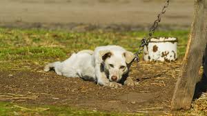 Contro maltrattamenti in vigore nuova legge: è reato tenere cani alla catena