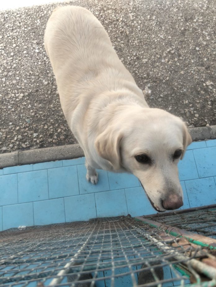 Appello per un cane che si è smarrito e al momento è al canile di Santo Stefano