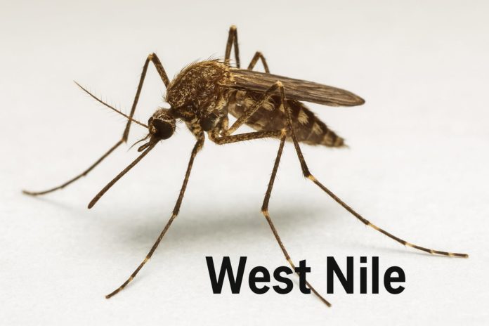 West Nile, disinfestazioni straordinarie in Molise