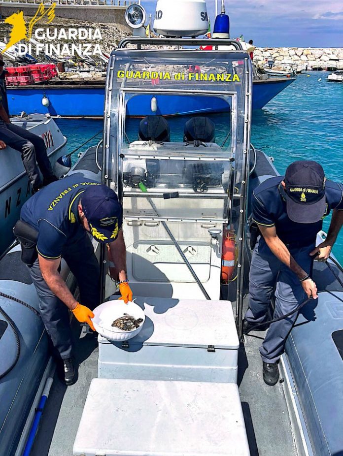 Isole Tremiti, la Finanza salva una tartaruga