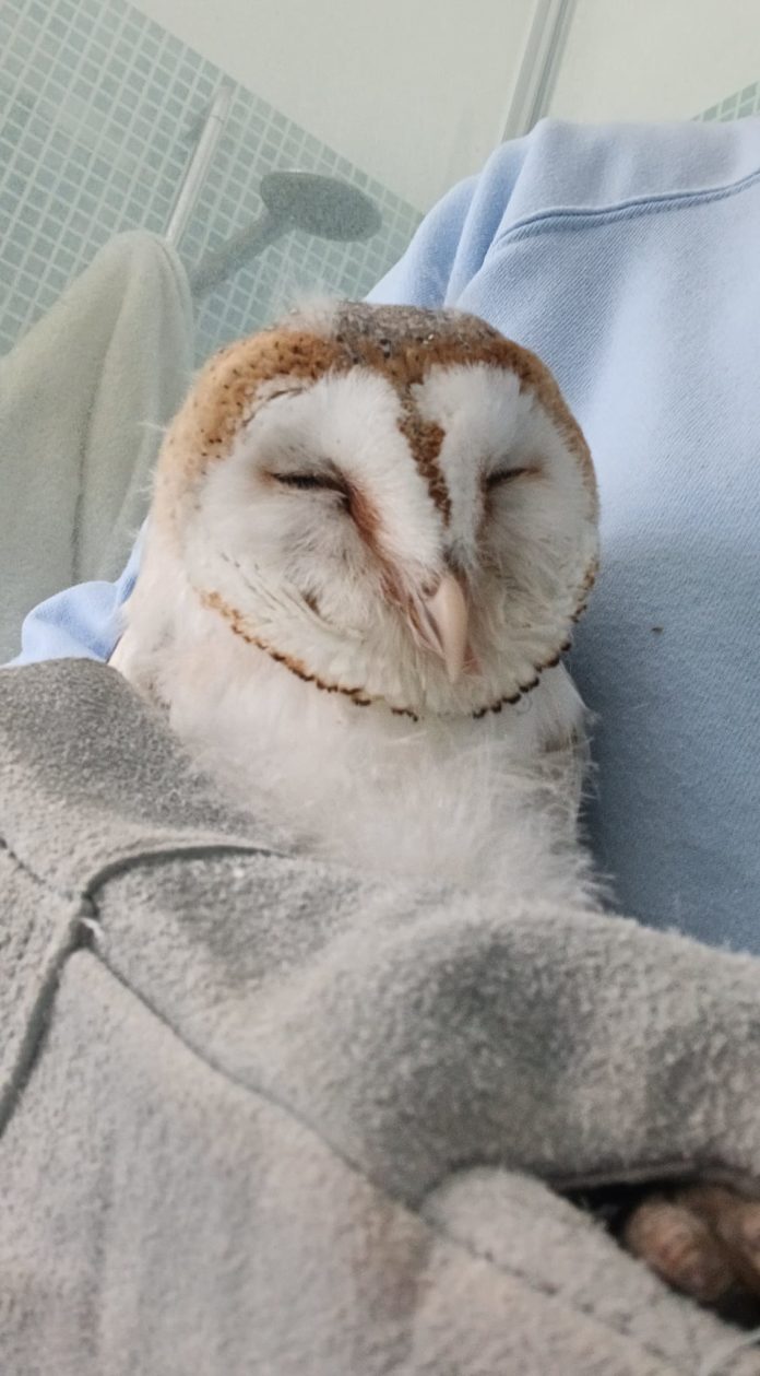 In Molise impossibile curare gli animali selvatici feriti, non esiste un centro dove portarli: la denuncia di Lipu e Wwf