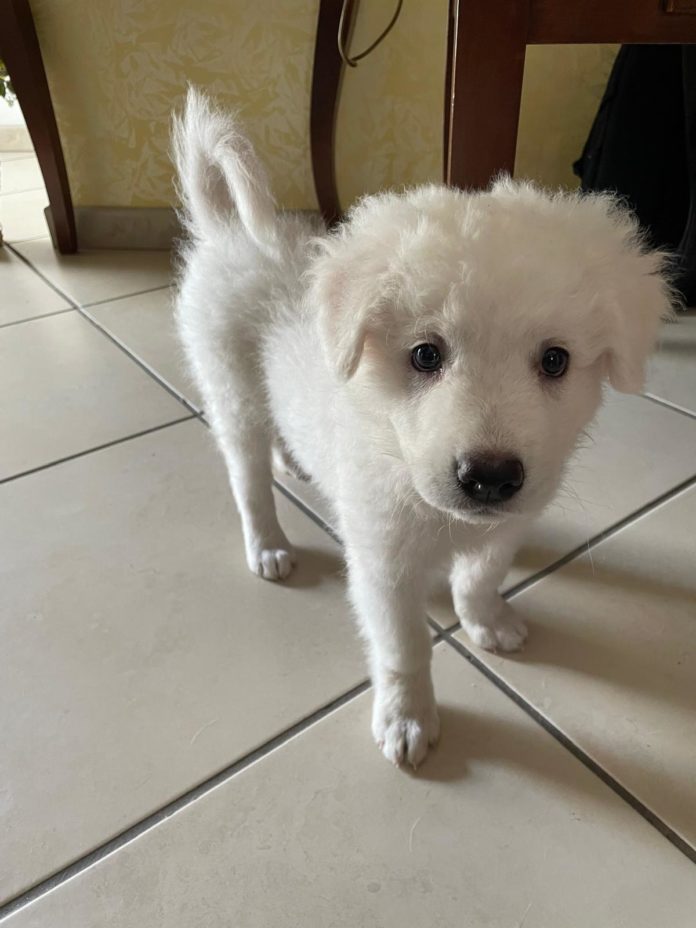 Appello per una cucciola da adottare