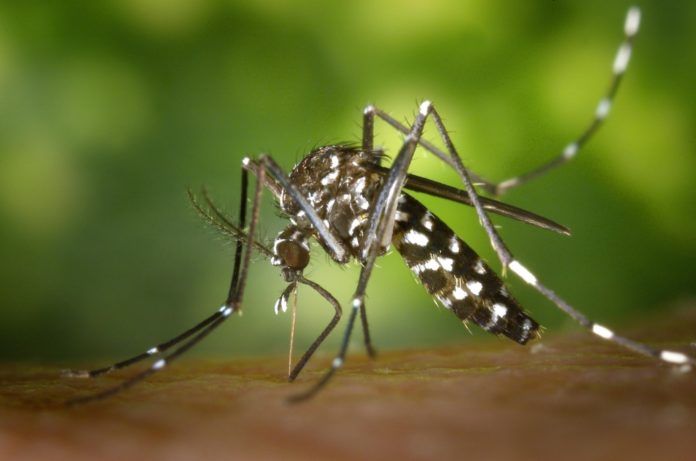 West Nile, primo decesso in Molise: muore 89enne di Venafro west nile isernia