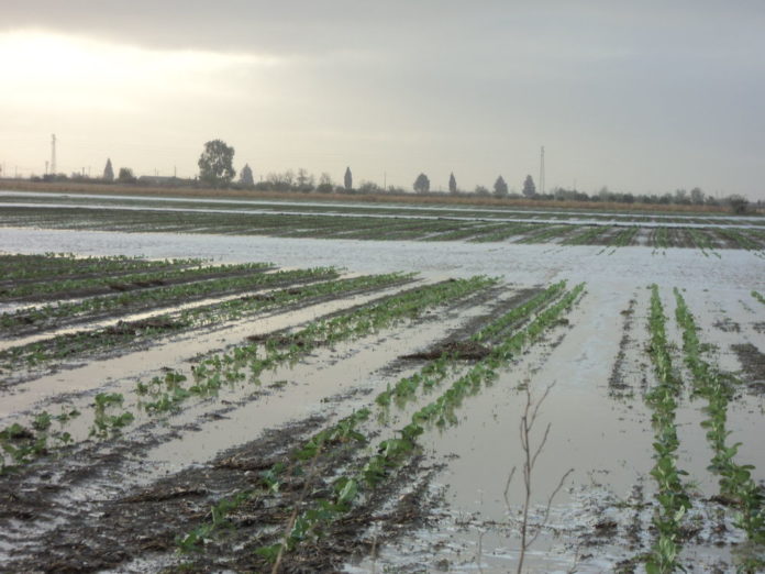 Grandinata del 31 agosto in Basso Molise, Coldiretti: “Danni anche oltre l’80%”
