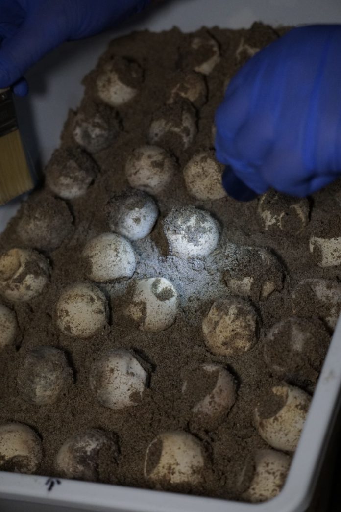 Nido di Caretta caretta a Campomarino: si chiude il monitoraggio, emersa una sola tartaruga