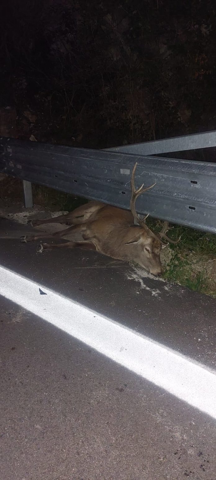 Cervo di grossa taglia sulla carreggiata causa dell’incidente nella notte sulla Trignina