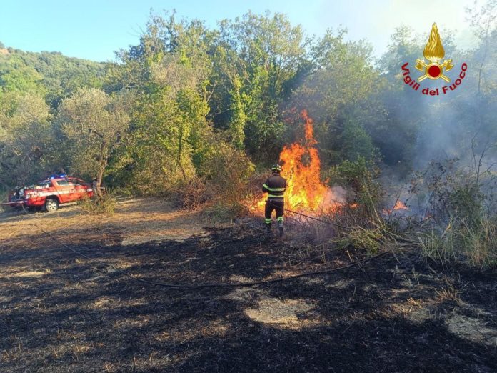 Incendio in un uliveto a San Giacomo degli Schiavoni: intervento decisivo dei Vigili del Fuoco evita il peggio