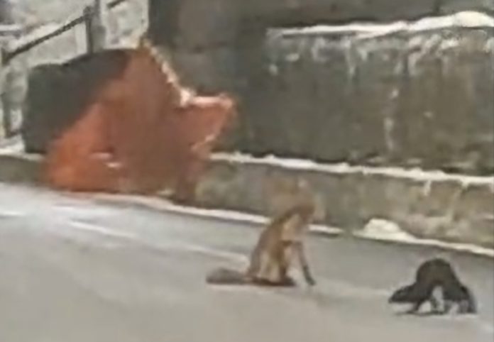 In Alto Molise un’insolita amicizia tra una volpe e un furetto incanta i passanti