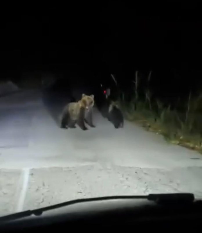 Cerro al Volturno, automobilista insegue orsa con il cucciolo: pioggia di polemiche