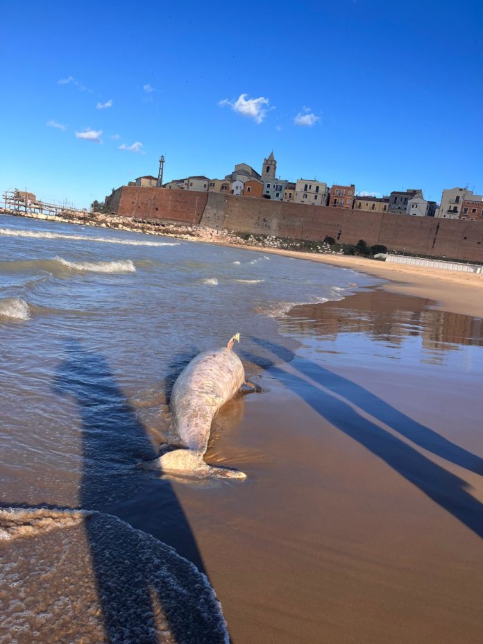 Termoli, delfino senza vita rinvenuto davanti al Lido Anna