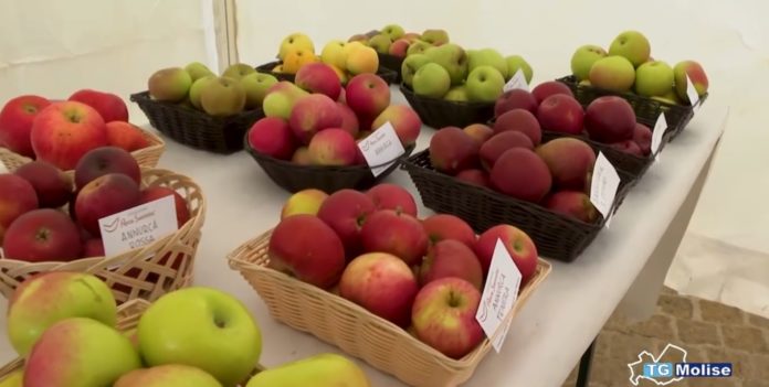 Castel del Giudice: convengo sulla bioeconomia circolare all’interno della Festa della Mela