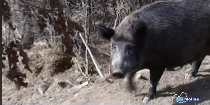 Campobasso: il comune informa i cittadini della presenza dei cinghiali in via Matris