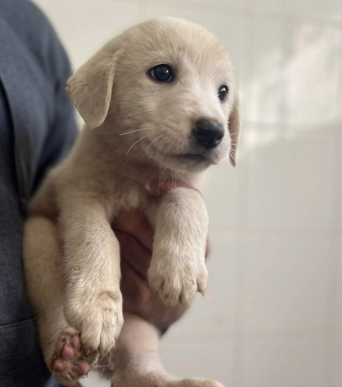 Campobasso, cuccioli cercano casa