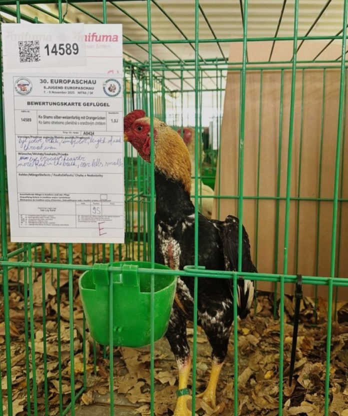 Campionati europei di avicoltura, sul podio Diego Scarano di Trivento