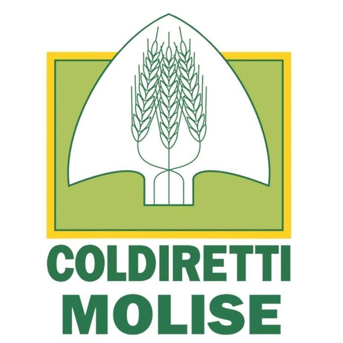 Coldiretti Molise: emergenza cinghiali