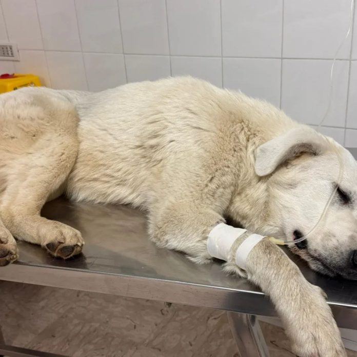 La morte di Filippo scuote il paese: aperta un’indagine per avvelenamento