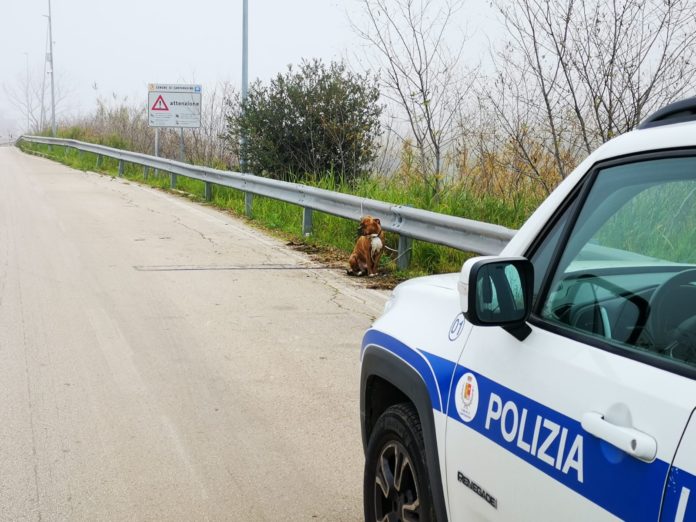 Campomarino, denunciati da polizia locale per abbandono di cane e rifiuti