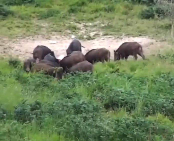 Piano di contenimento fauna selvatica, per gli animalisti è caccia libera