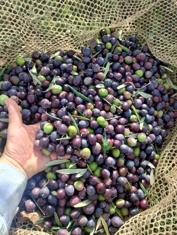 TriventOlio, il convegno per la promozione dell’olio extra vergine di oliva