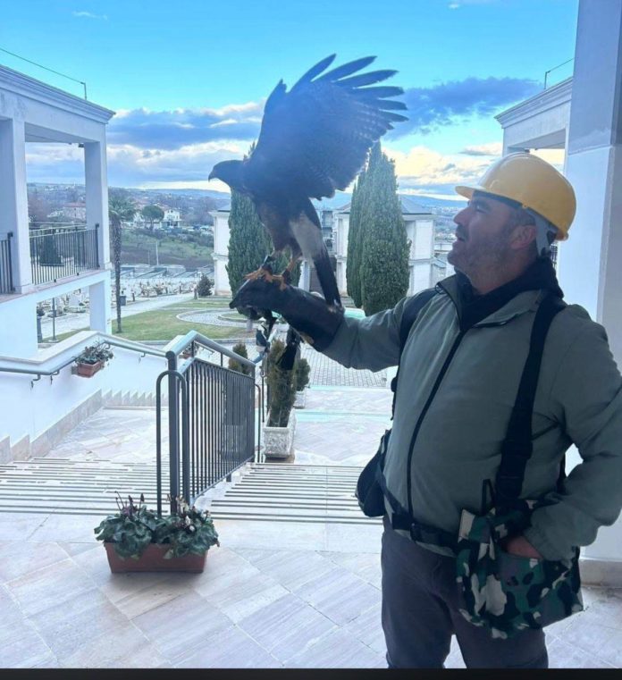 Al cimitero di Campobasso arrivano i falchi ‘scaccia piccioni’