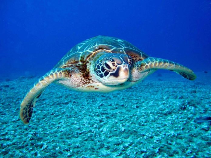 Adriatico, salvate 50 Caretta caretta in un anno tra Abruzzo e Molise