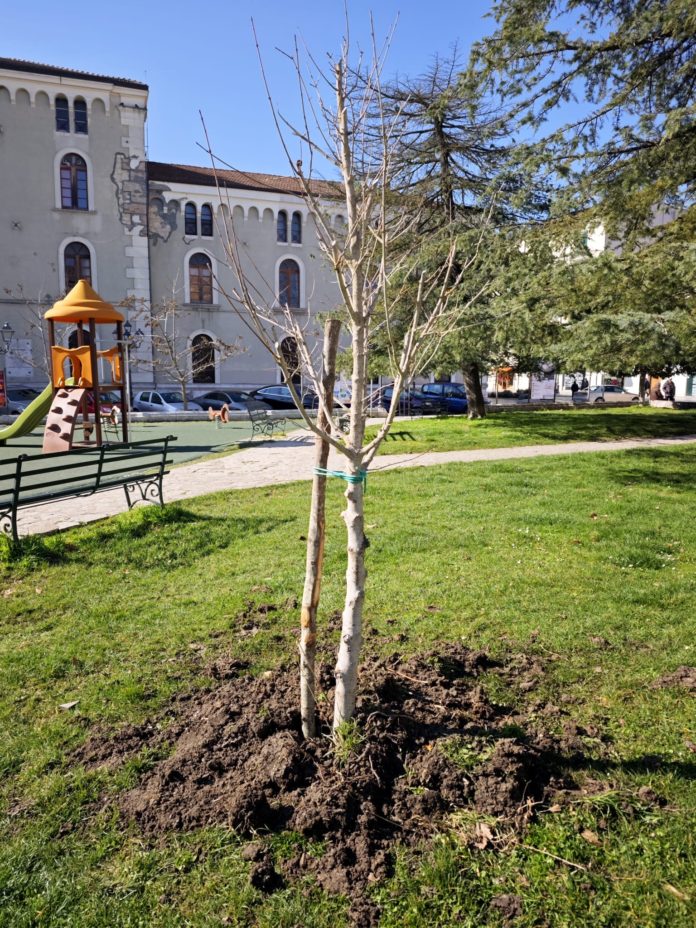 Campobasso: 50 nuovi alberi in città