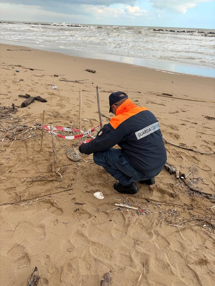 Tartarughe marine, intervento sul litorale di Termoli: 3 morte e una salvata