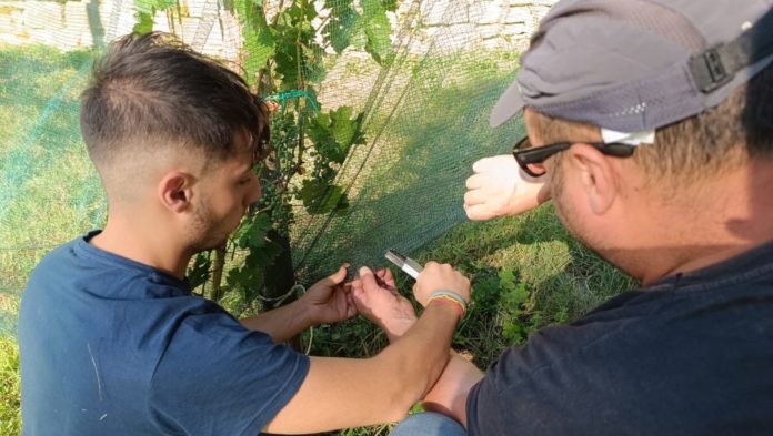 Servizio Civile Universale: 4 posti in Molise a Guardiaregia