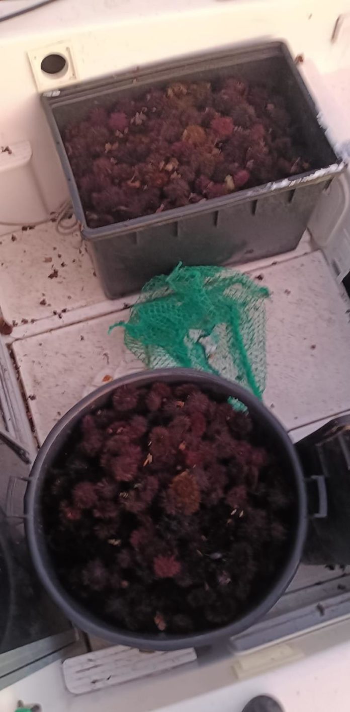 Diomedee, maxi sequestro di ricci di mare: salvati 8.000 esemplari